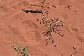 20040313-me-jo-wadirum06s.jpg