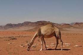 20040313-me-jo-wadirum15s.jpg