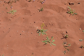 20040313-me-jo-wadirum20s.jpg