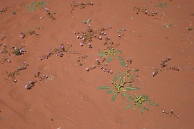 20040313-me-jo-wadirum21s.jpg
